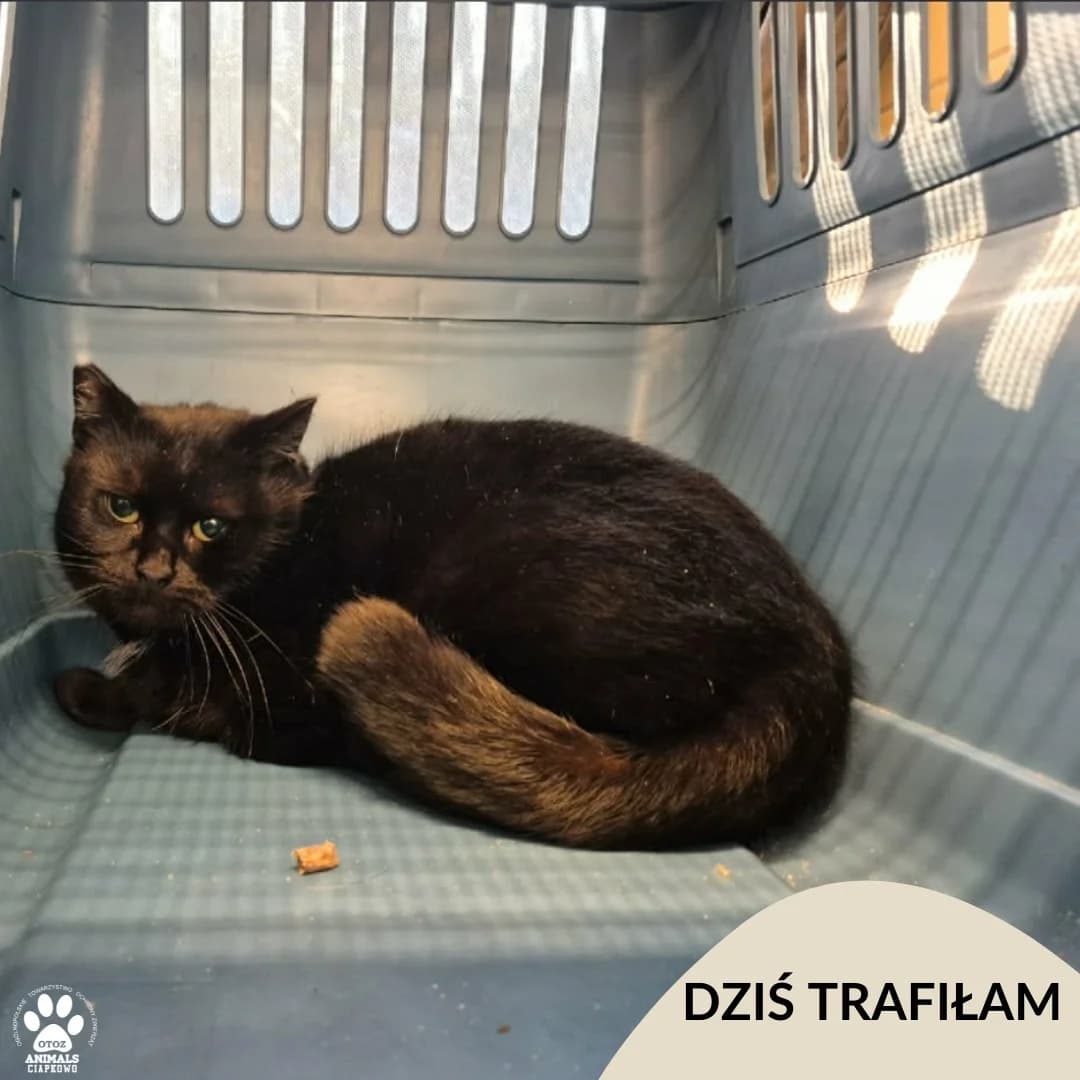 Kawusia, male Mixed Breed for adoption at OTOZ Animals Schronisko Ciapkowo