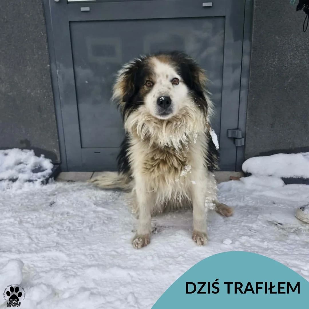 Kłębuszek, male Mixed Breed for adoption at OTOZ Animals Schronisko Ciapkowo