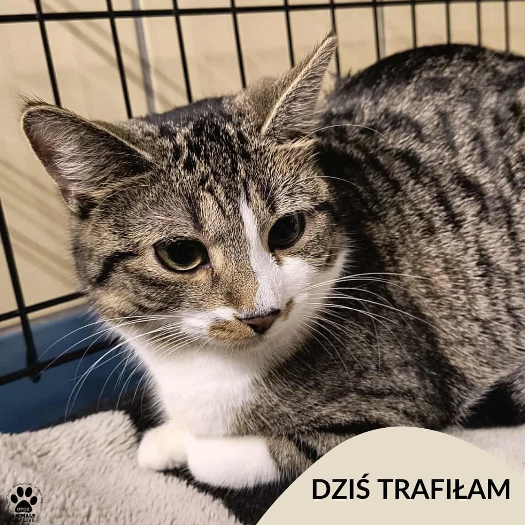 Kokardka, male Mixed Breed for adoption at OTOZ Animals Schronisko Ciapkowo