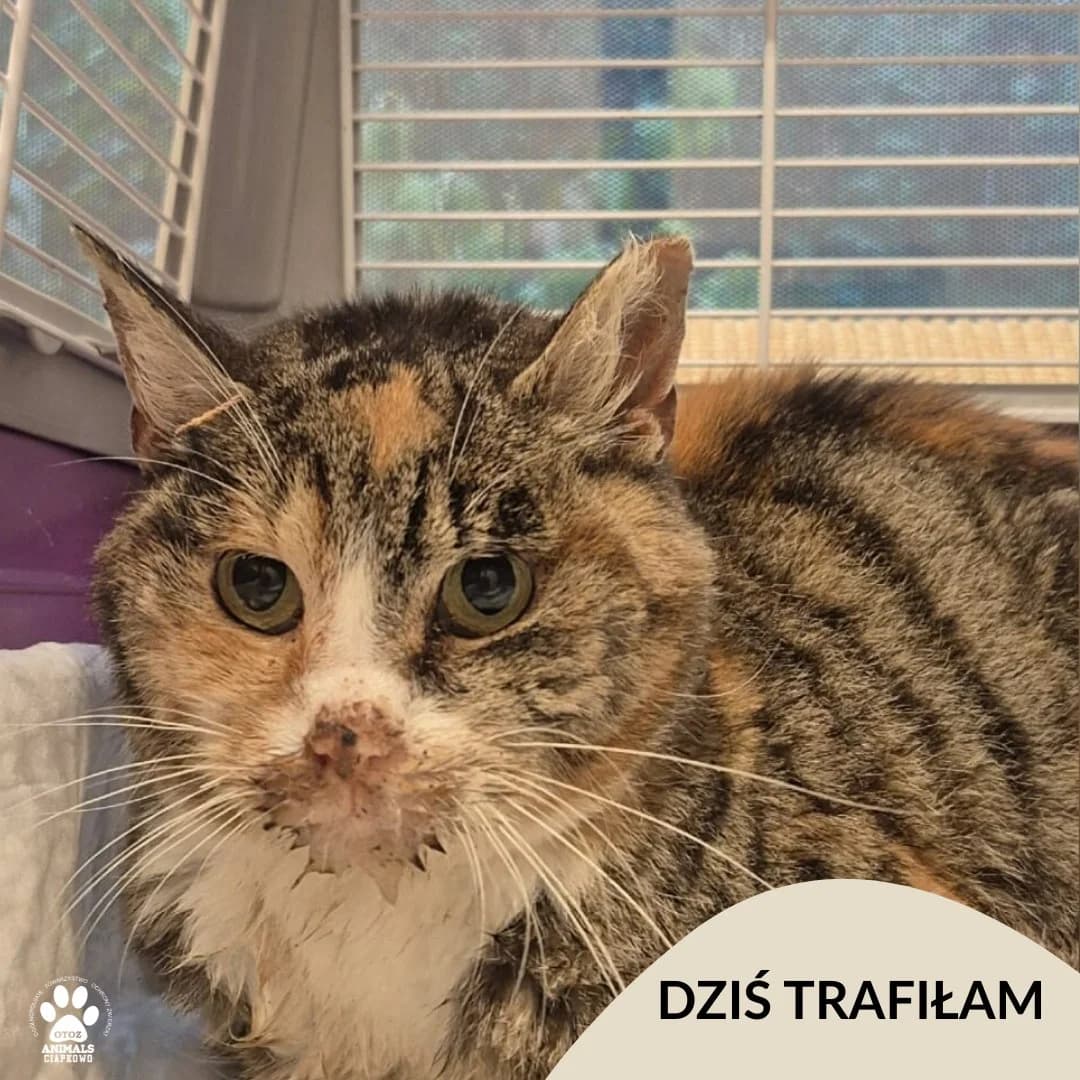 Konwalia, male Mixed Breed for adoption at OTOZ Animals Schronisko Ciapkowo