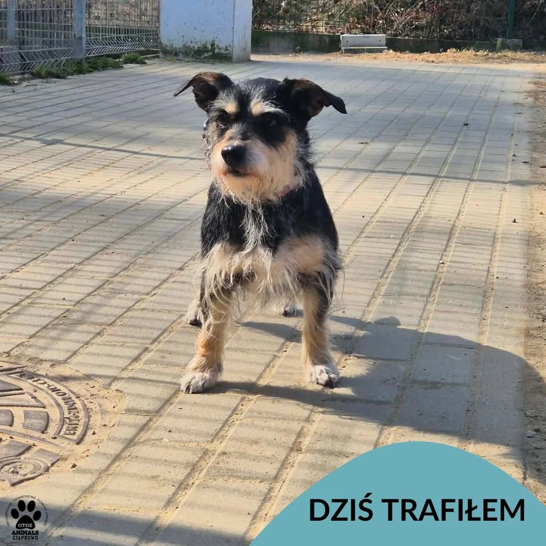 Malutek, male Mixed Breed for adoption at OTOZ Animals Schronisko Ciapkowo