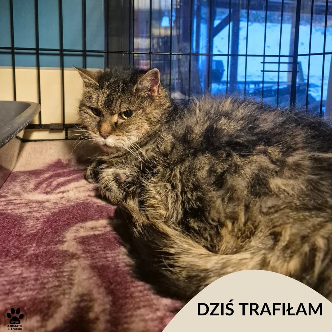 Nara, male Mixed Breed for adoption at OTOZ Animals Schronisko Ciapkowo