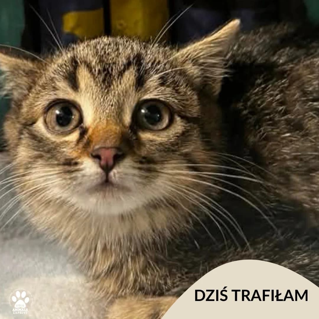 Odi, male Mixed Breed for adoption at OTOZ Animals Schronisko Ciapkowo