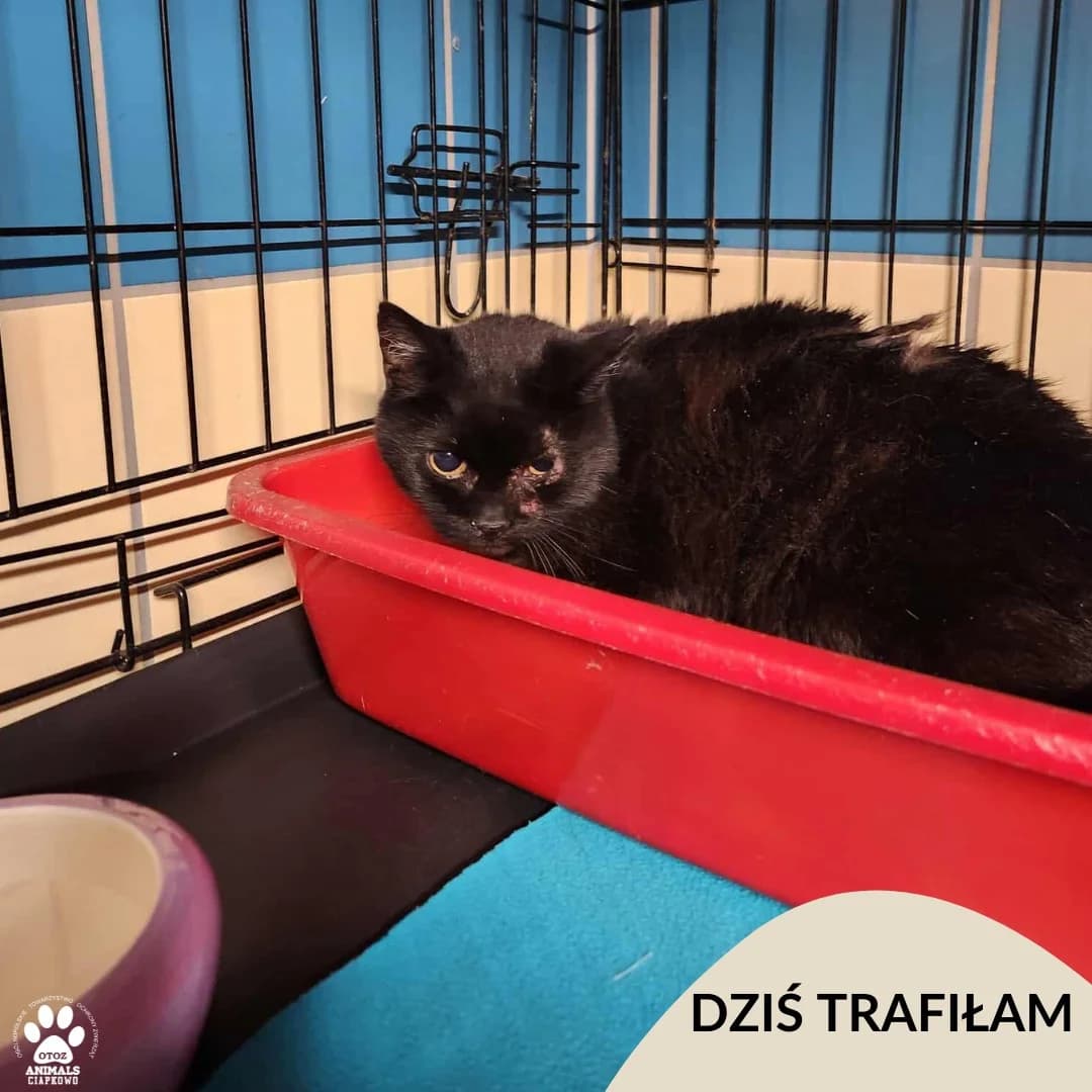 Pepa, male Mixed Breed for adoption at OTOZ Animals Schronisko Ciapkowo