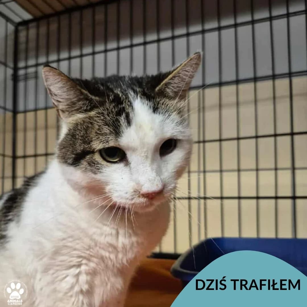 Plaster, male Mixed Breed for adoption at OTOZ Animals Schronisko Ciapkowo