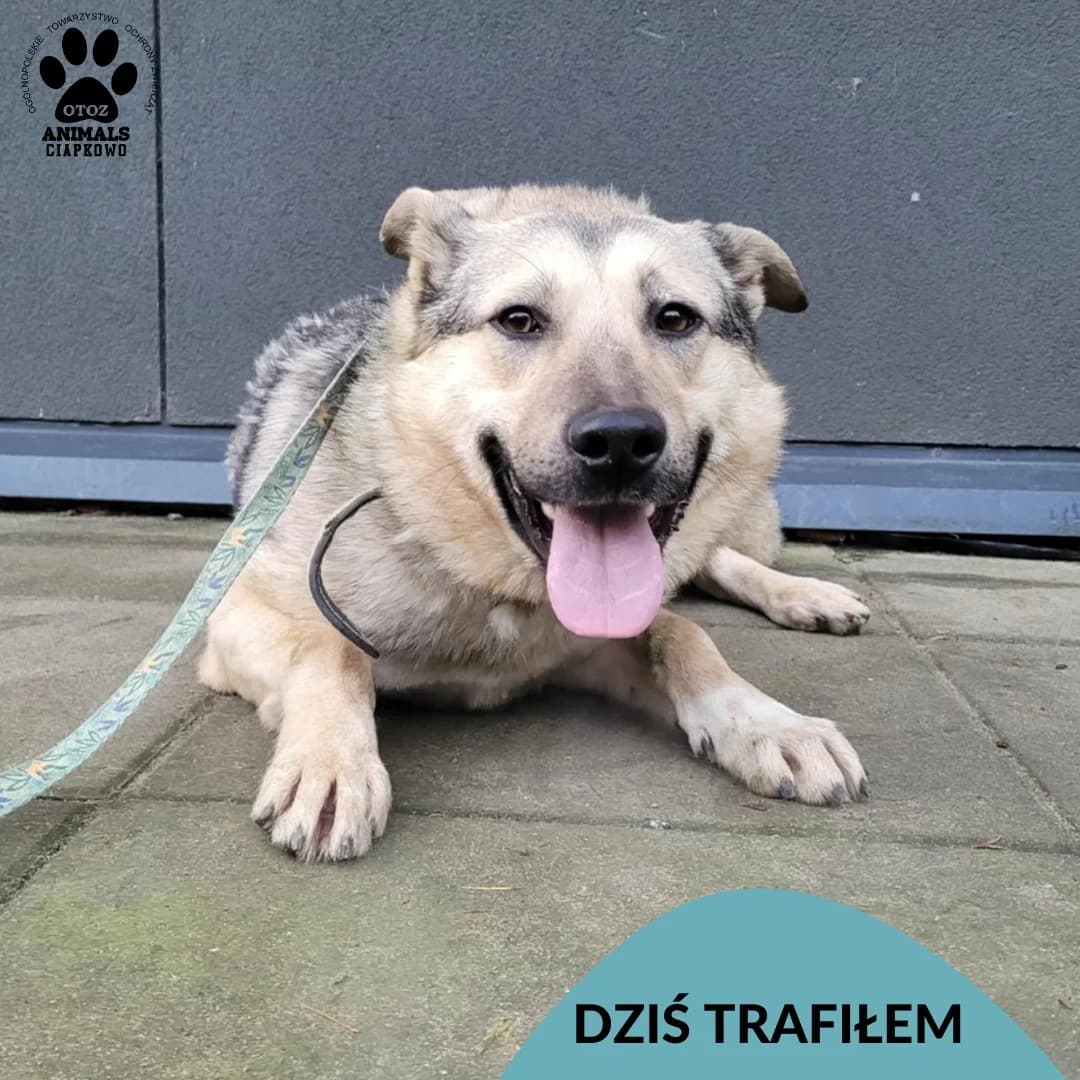 Sokrates, male Mixed Breed for adoption at OTOZ Animals Schronisko Ciapkowo