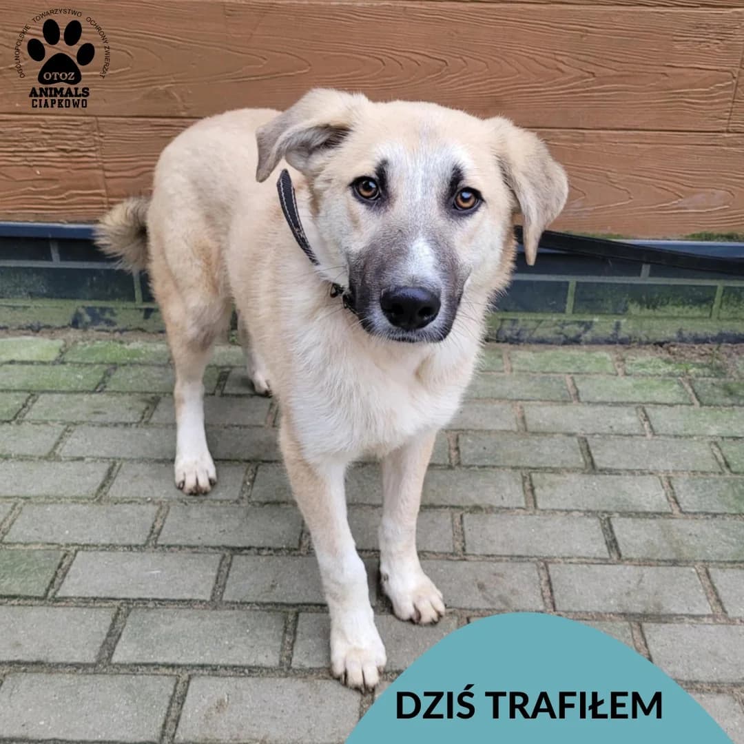 Stwosz, male Mixed Breed for adoption at OTOZ Animals Schronisko Ciapkowo