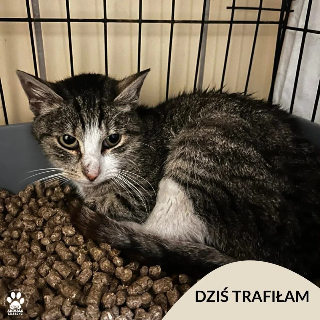 Wiśnia, male Mixed Breed for adoption at OTOZ Animals Schronisko Ciapkowo