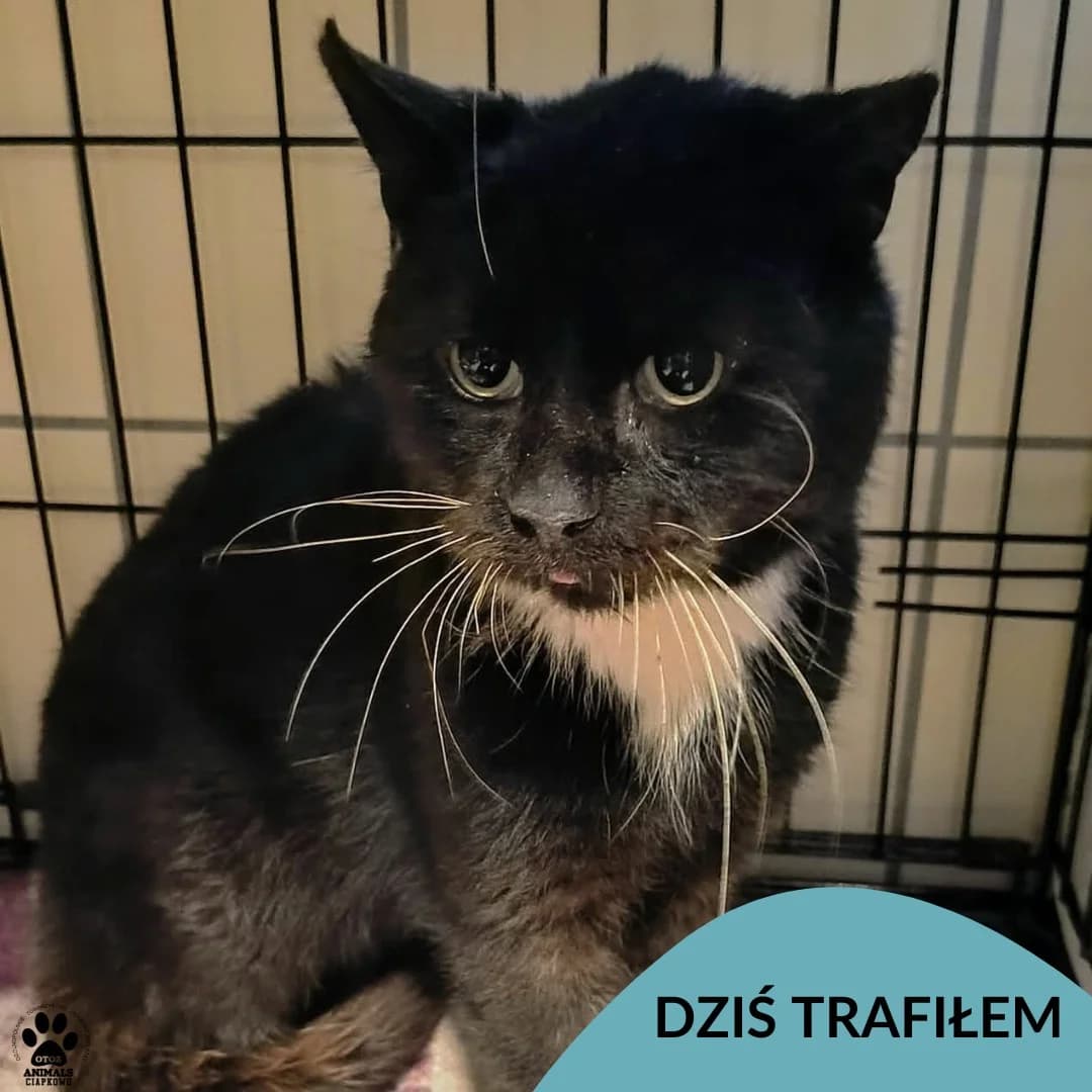 Zajczyk, male Mixed Breed for adoption at OTOZ Animals Schronisko Ciapkowo