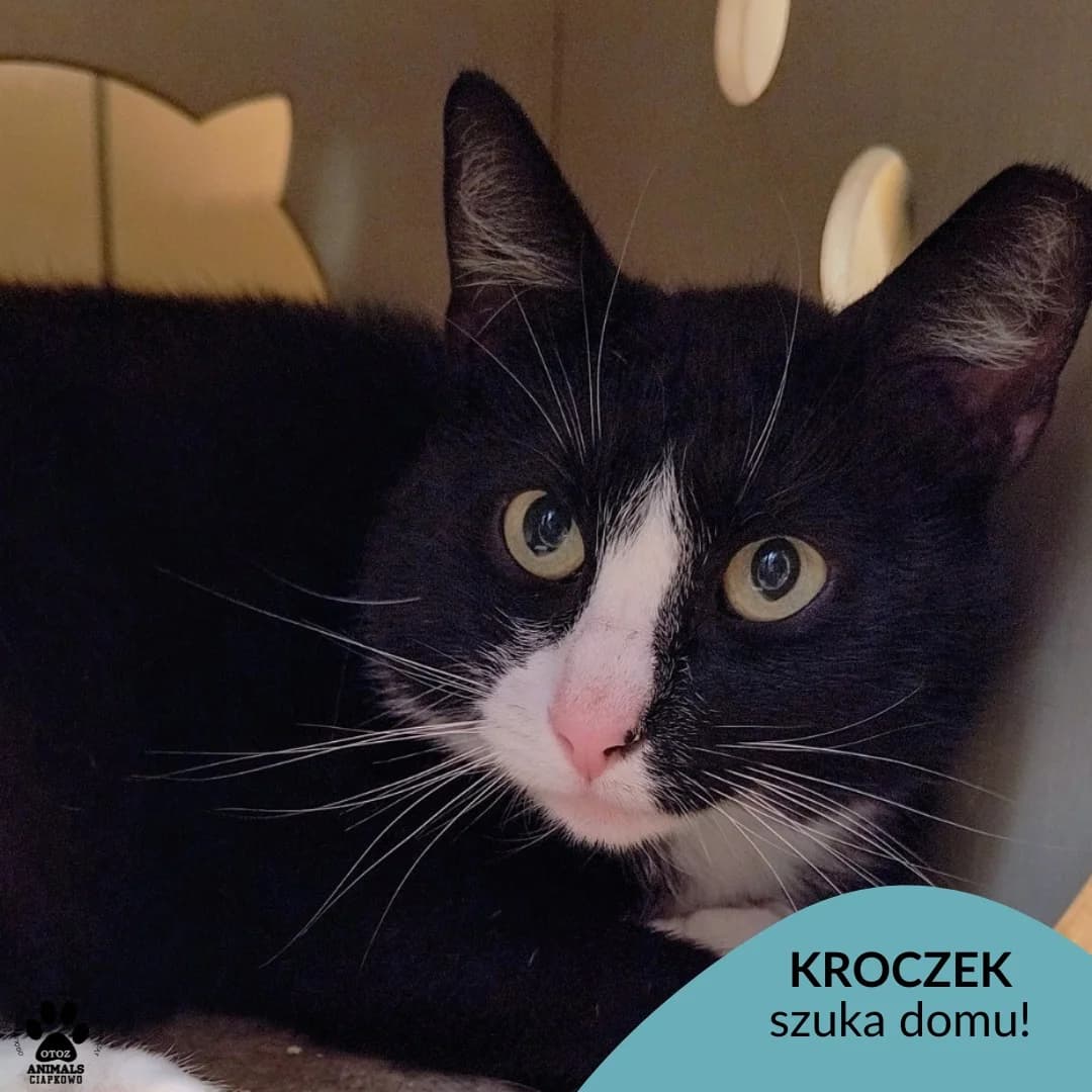 Kroczek, male 5yo Mixed Breed for adoption at Schronisko Ciapkowo Gdynia