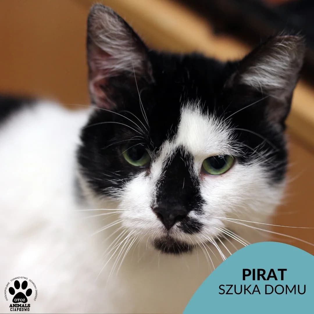 Pirat, male 4yo Mixed Breed for adoption at Schronisko Ciapkowo Gdynia