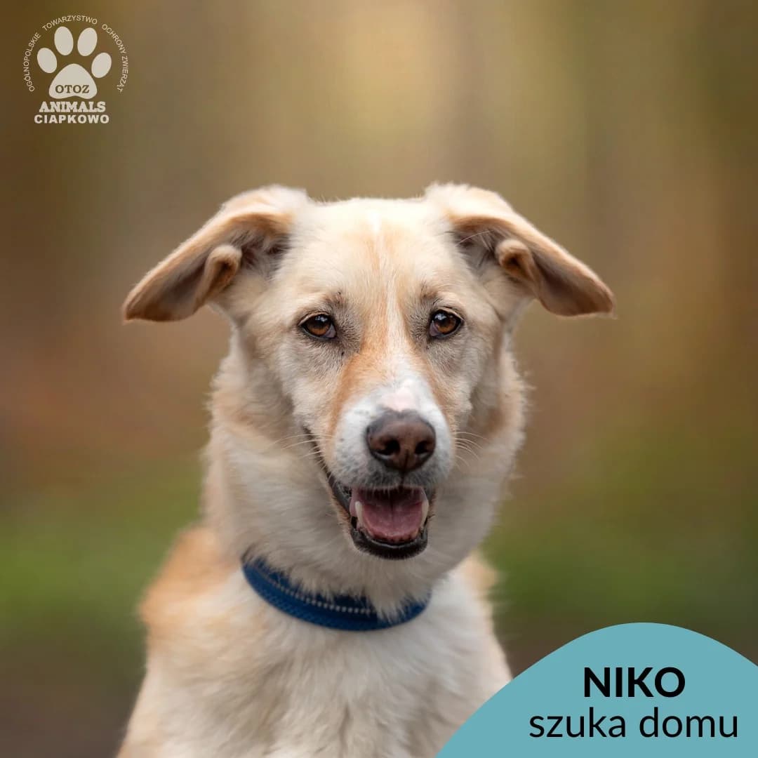 Niko,  (Schronisko Ciapkowo Gdynia)