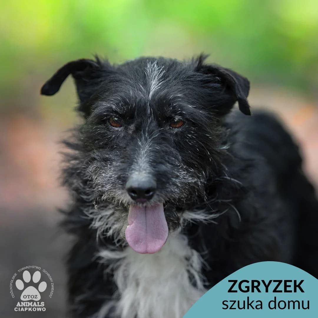 Zgryzek,  (Schronisko Ciapkowo Gdynia)