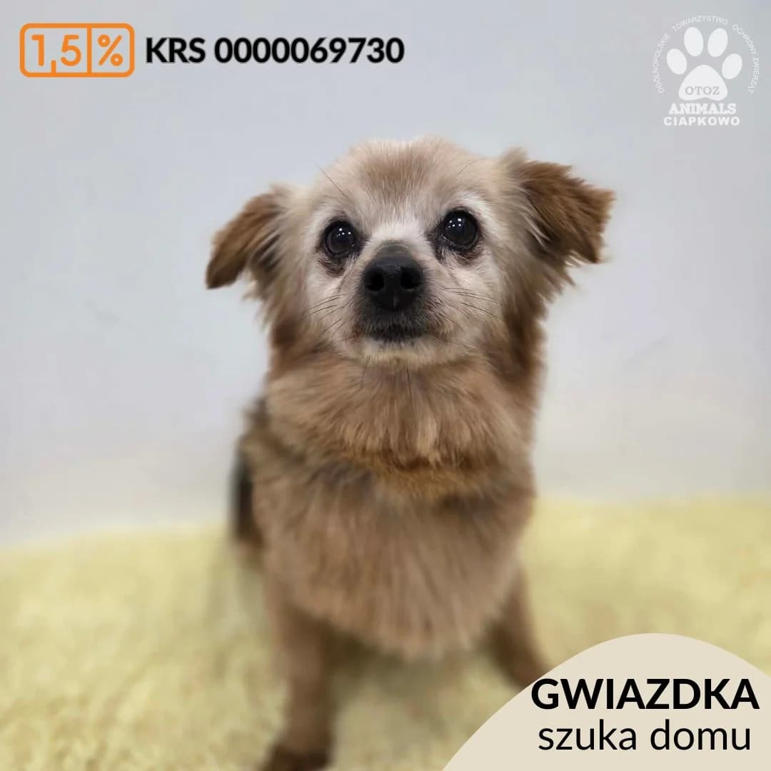 Gwiazdka,  (Schronisko Ciapkowo Gdynia)