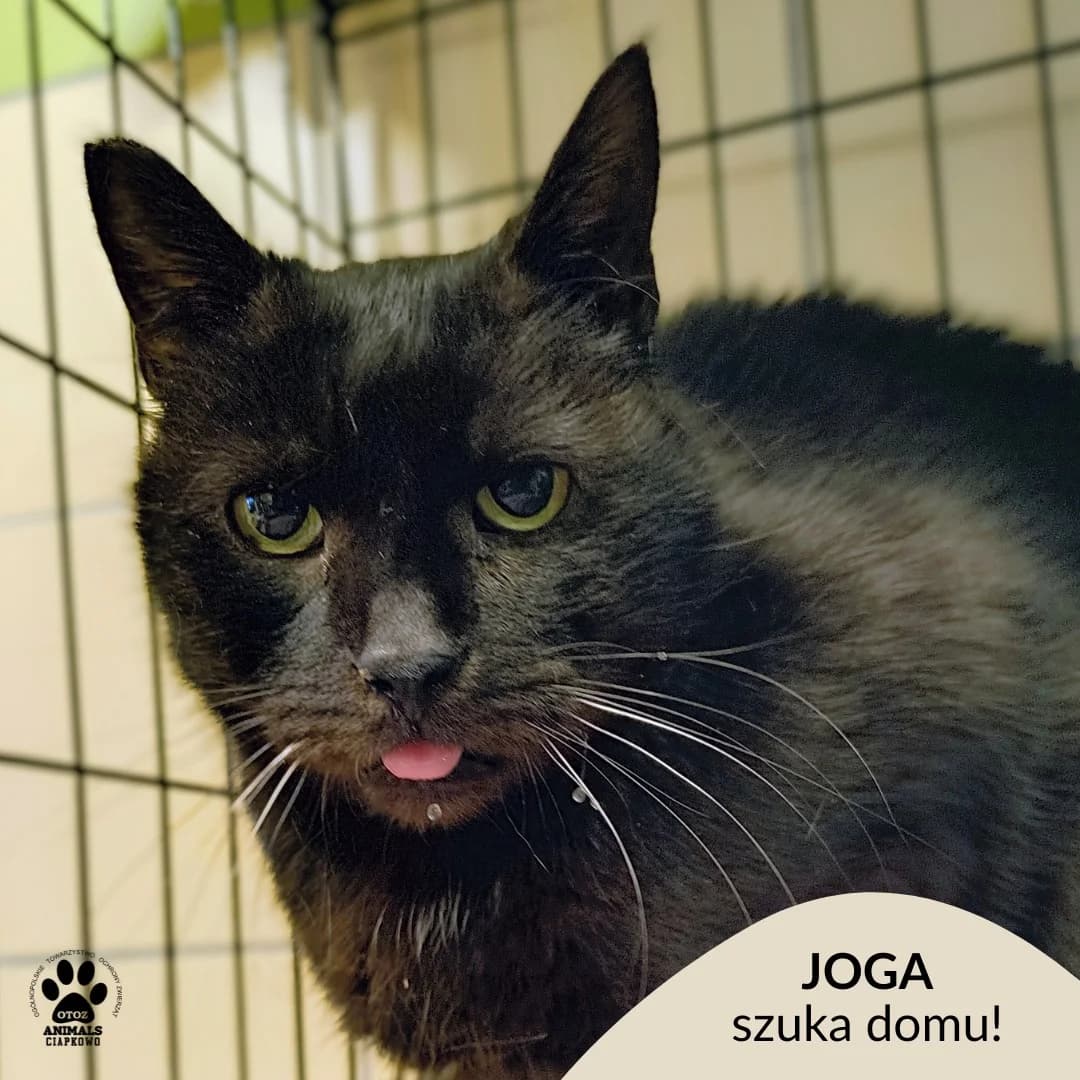 Joga, female 3yo Mixed Breed for adoption at Schronisko Ciapkowo Gdynia