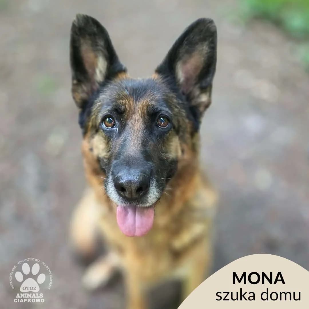 Mona,  (Schronisko Ciapkowo Gdynia)