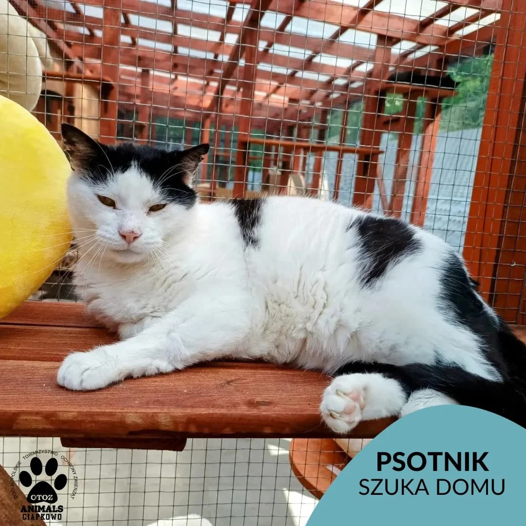 Psotnik, male senior Mixed Breed for adoption at Schronisko Ciapkowo Gdynia