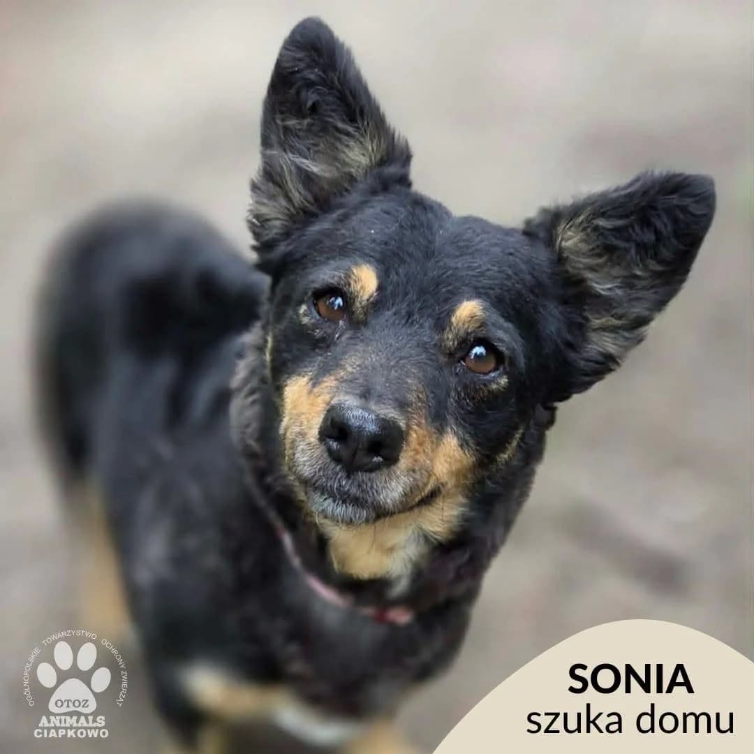 Sonia, female 7yo mixed breed for adoption at Schronisko Ciapkowo Gdynia