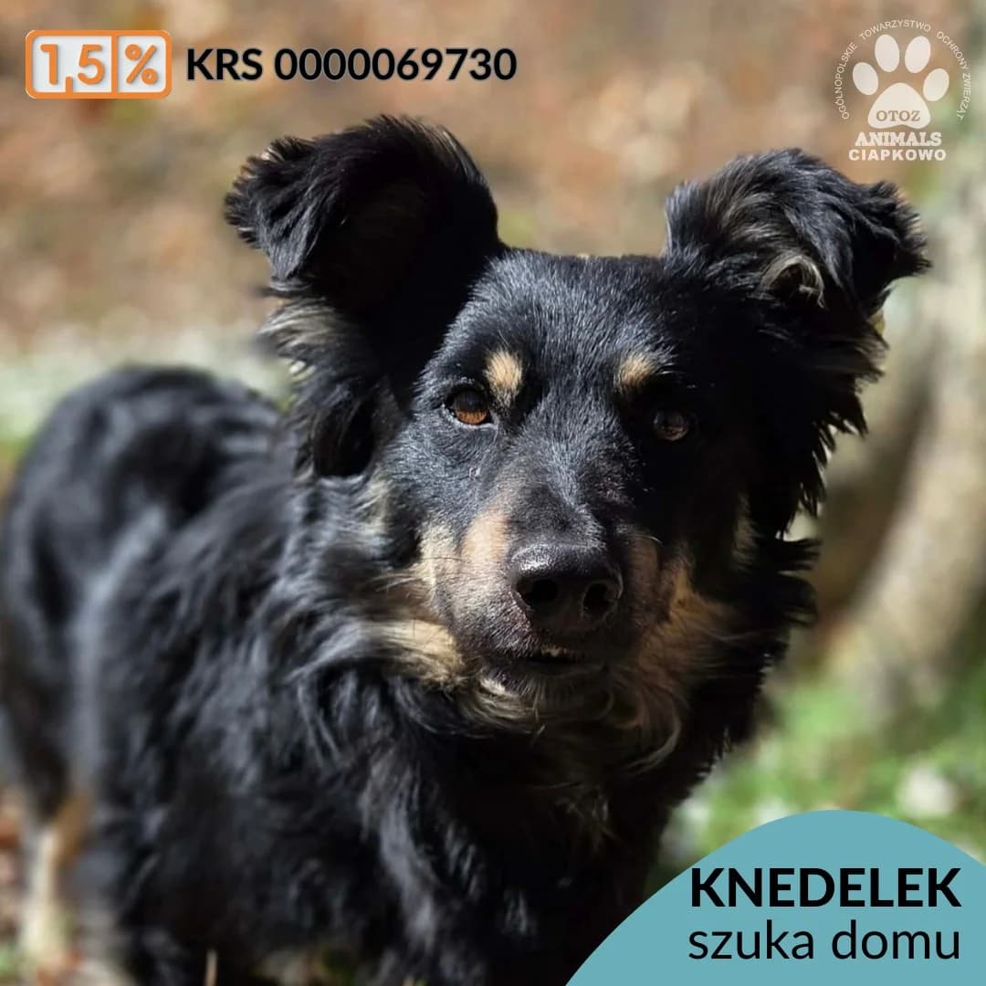 Knedelek,  (Schronisko Ciapkowo Gdynia)