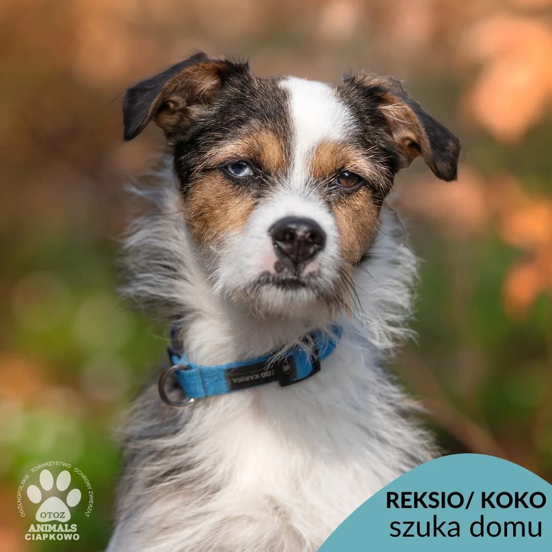 Reksio/Koko,  (Schronisko Ciapkowo Gdynia)