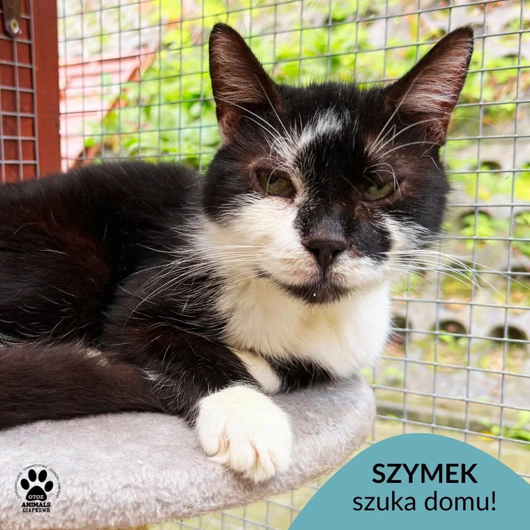 Szymek, male senior Mixed Breed for adoption at Schronisko Ciapkowo Gdynia