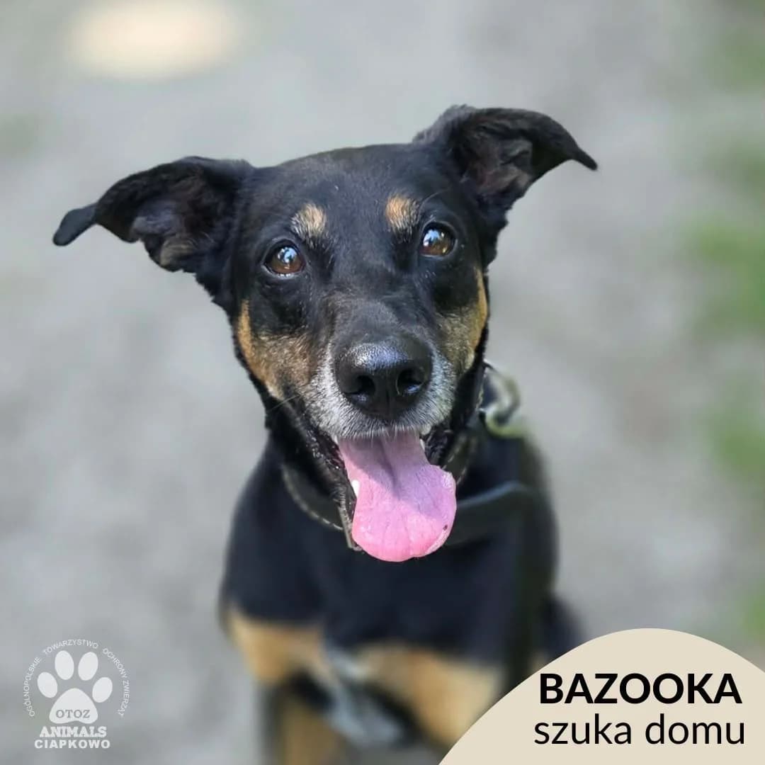 Bazooka, female 7yo mixed breed for adoption at Schronisko Ciapkowo Gdynia