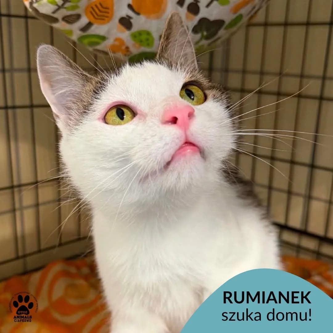 Rumianek, male 5yo Mixed Breed for adoption at Schronisko Ciapkowo Gdynia