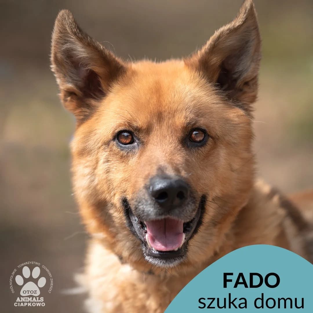 Fado,  (Schronisko Ciapkowo Gdynia)