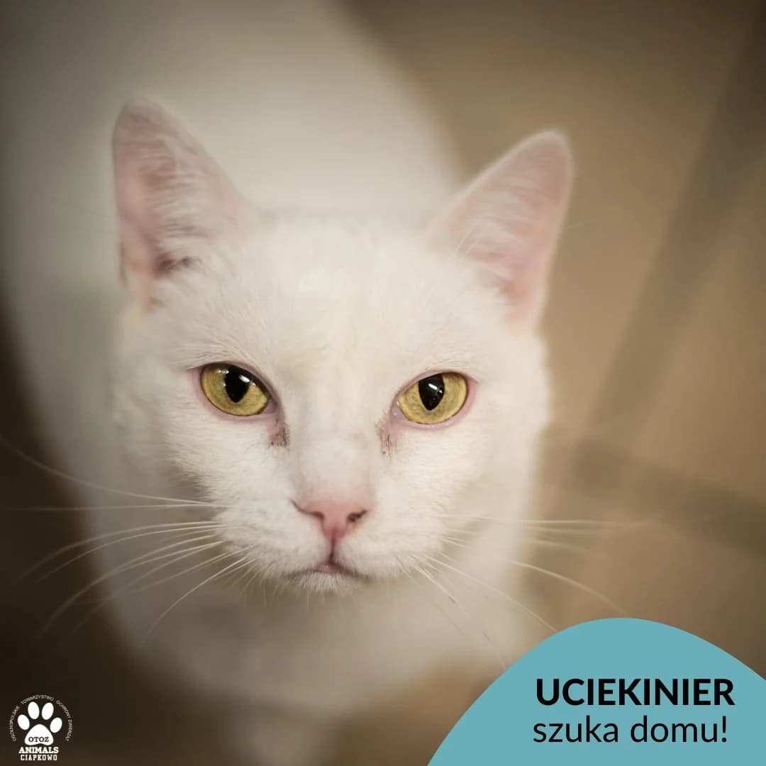 Uciekinier, male 5yo Mixed Breed for adoption at Schronisko Ciapkowo Gdynia