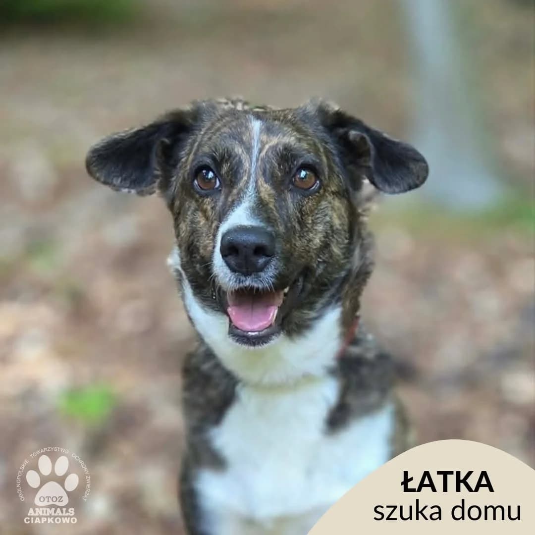 Łatka, female 5yo mixed breed for adoption at Schronisko Ciapkowo Gdynia