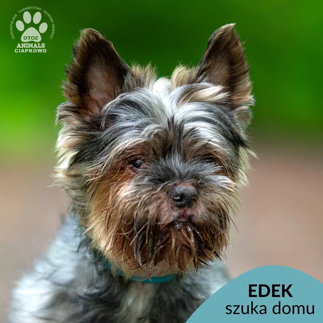 Edek, male senior Yorkshire Terrier for adoption at Schronisko Ciapkowo Gdynia