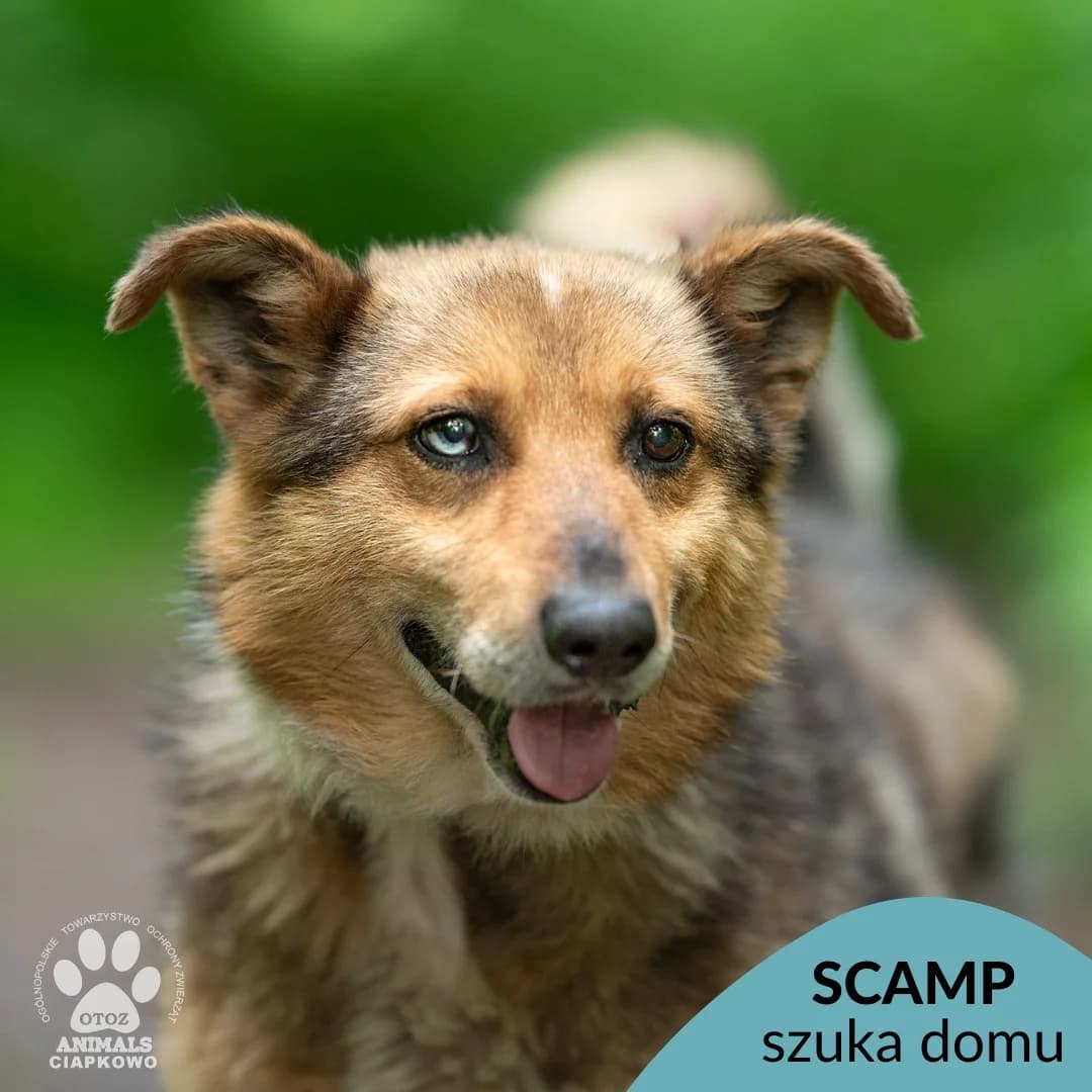 Scamp,  (Schronisko Ciapkowo Gdynia)