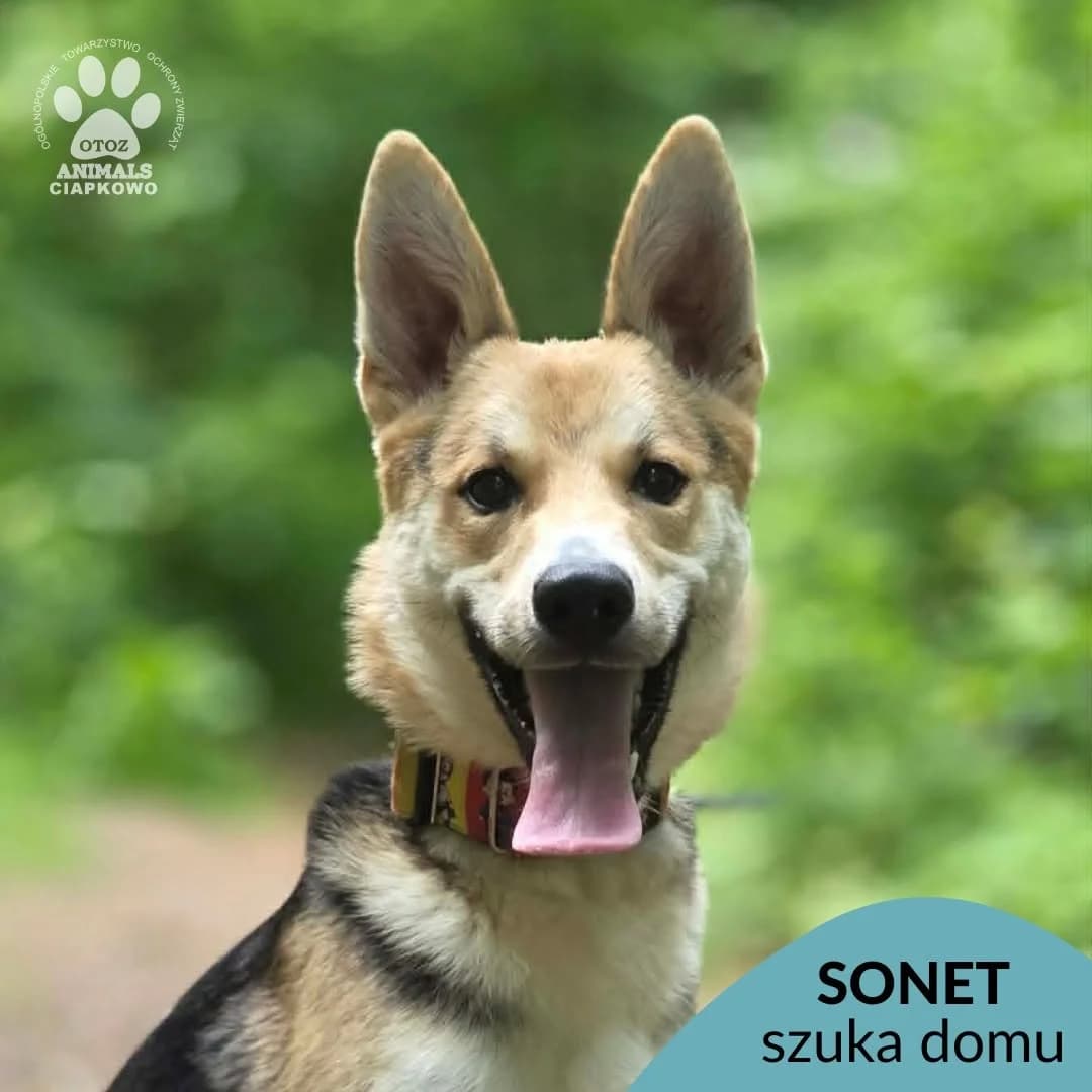 Sonet, male young mixed breed for adoption at Schronisko Ciapkowo Gdynia