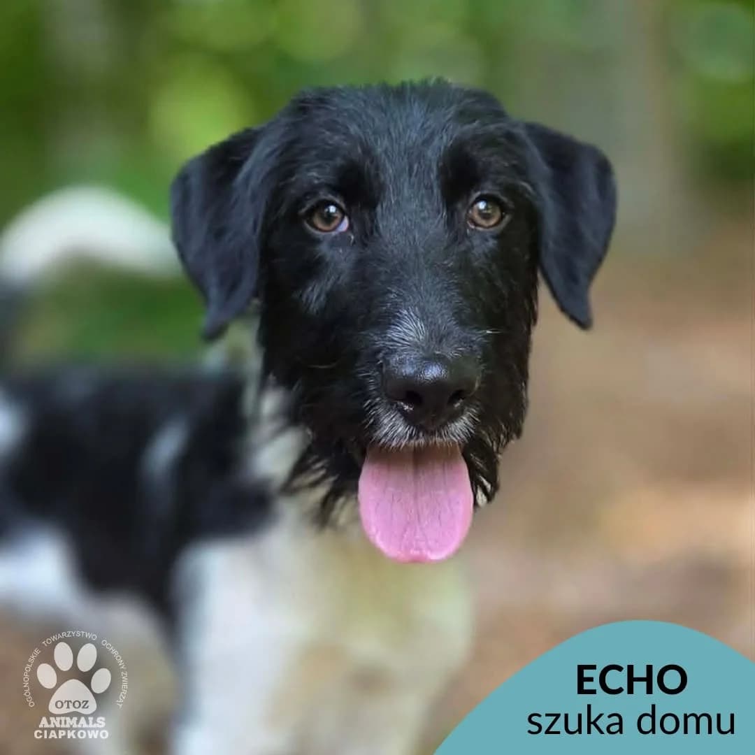 Echo, male young mixed breed for adoption at Schronisko Ciapkowo Gdynia