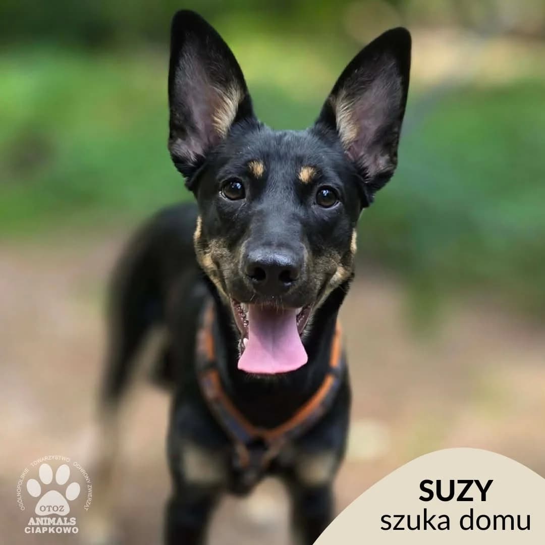 Suzy, female young mixed breed for adoption at Schronisko Ciapkowo Gdynia