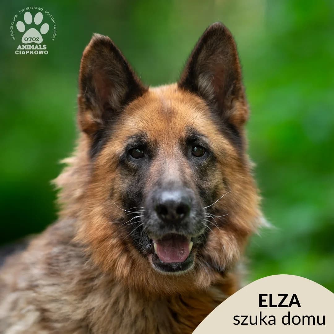 Elza,  (Schronisko Ciapkowo Gdynia)