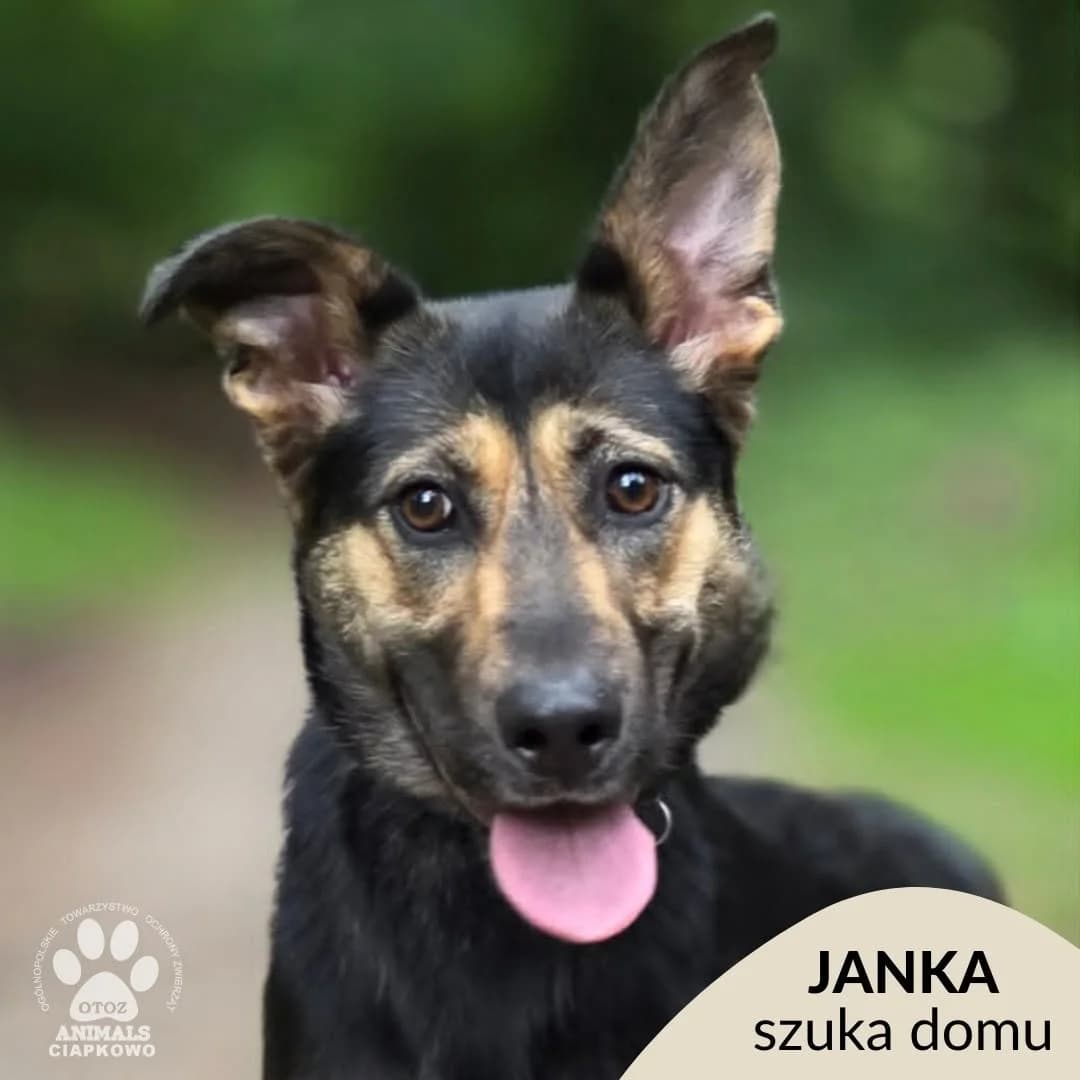 Janka, female young mixed breed for adoption at Schronisko Ciapkowo Gdynia