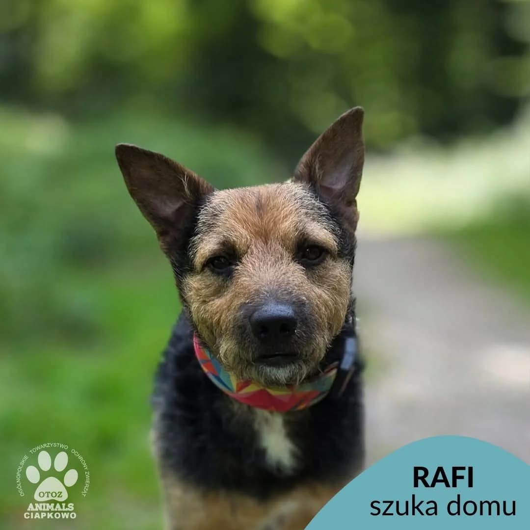 Rafi, male senior mixed breed for adoption at Schronisko Ciapkowo Gdynia