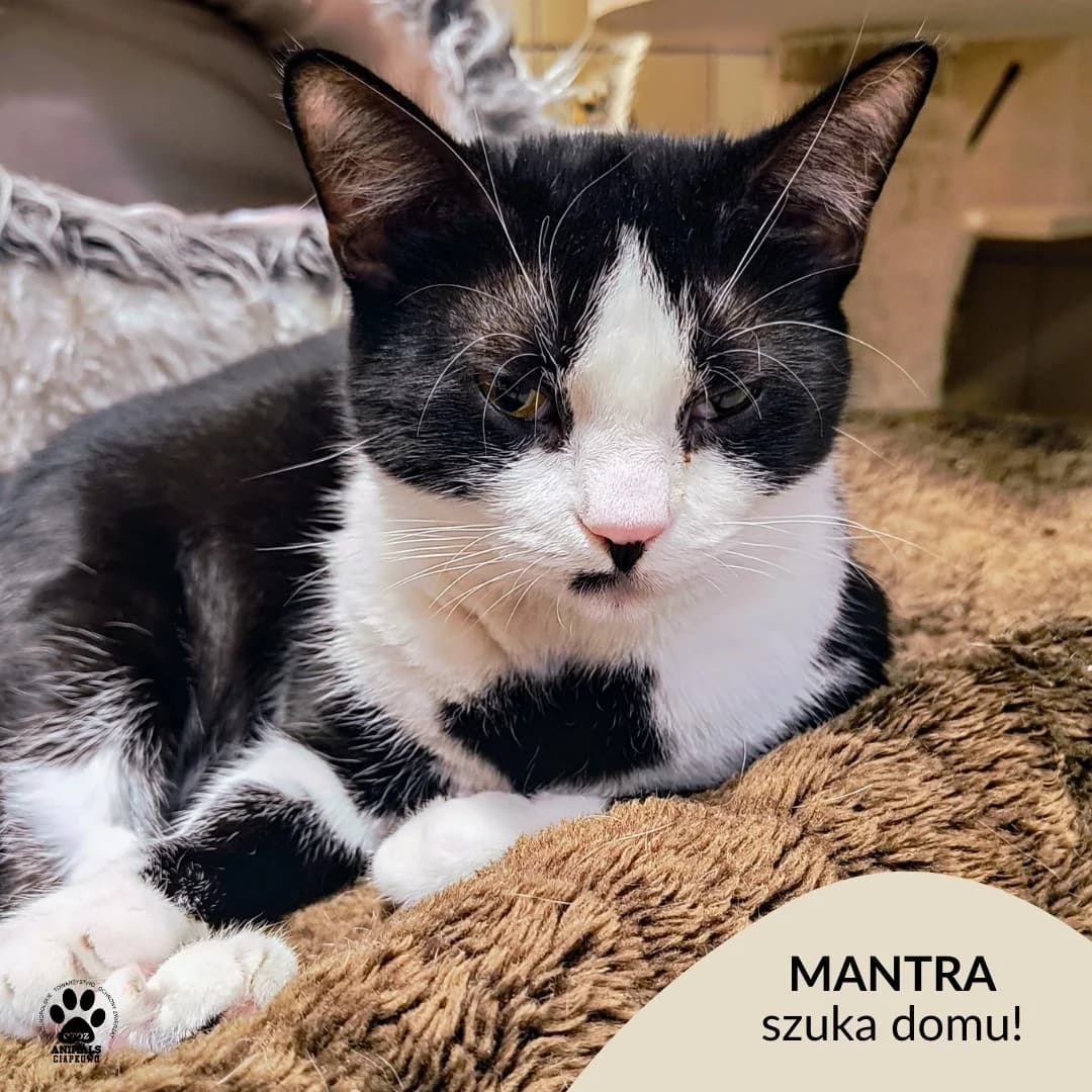 Mantra, female young Mixed Breed for adoption at Schronisko Ciapkowo Gdynia