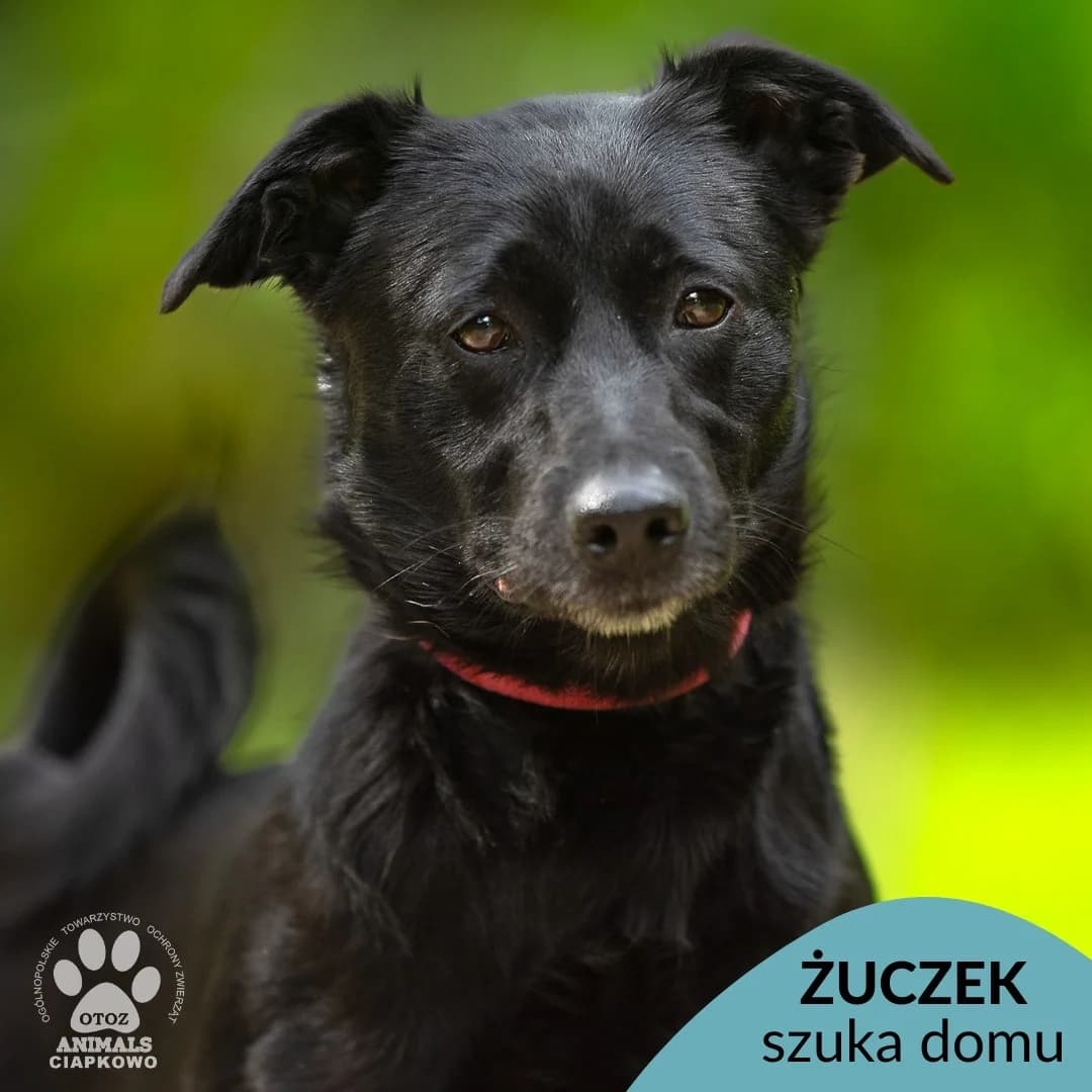 Żuczek, male 5yo mixed breed for adoption at Schronisko Ciapkowo Gdynia