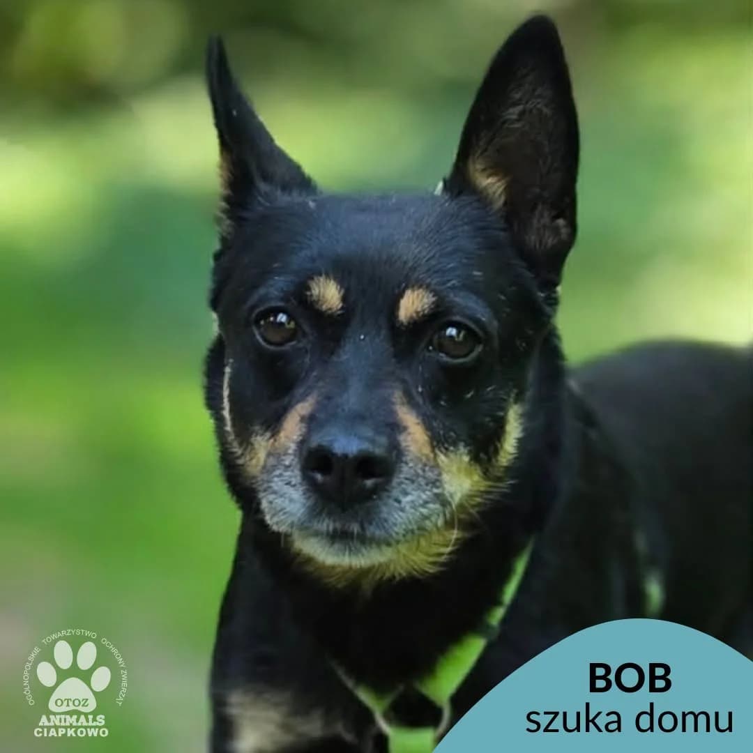 Bob,  (Schronisko Ciapkowo Gdynia)