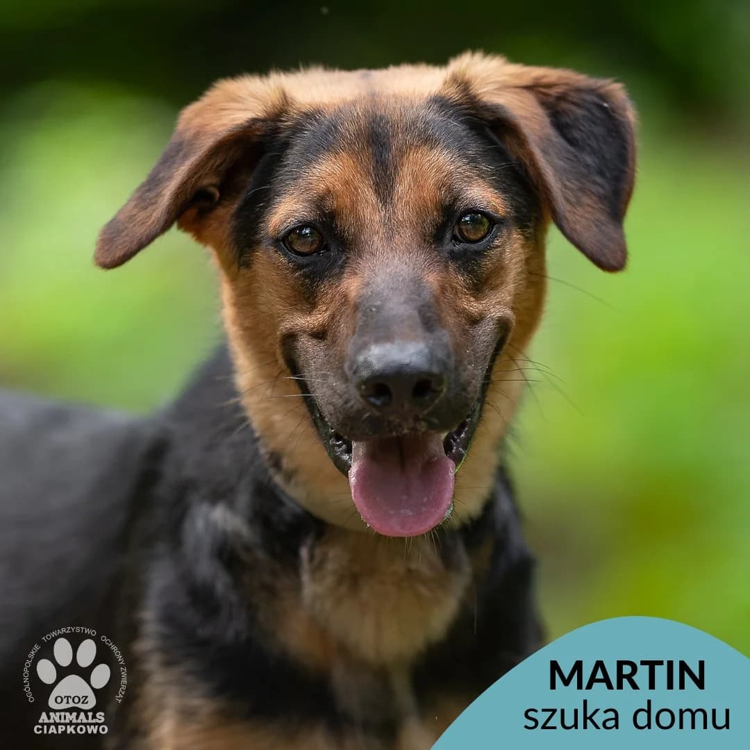 Martin, male young mixed breed for adoption at OTOZ Animals Schronisko Ciapkowo
