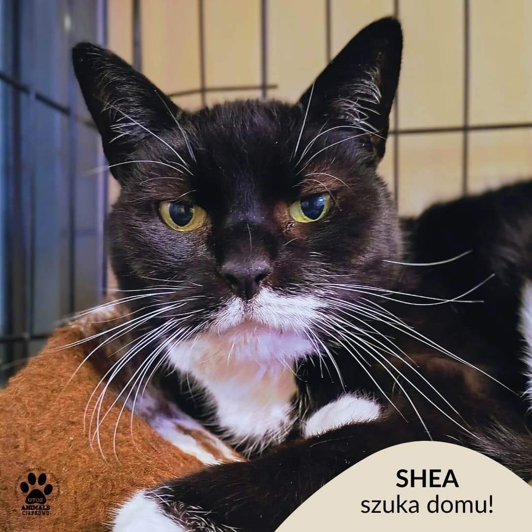 Shea, female 4yo Mixed Breed for adoption at Schronisko Ciapkowo Gdynia