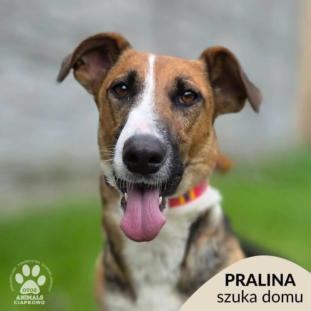 Pralina, female 3yo mixed breed for adoption at Schronisko Ciapkowo Gdynia