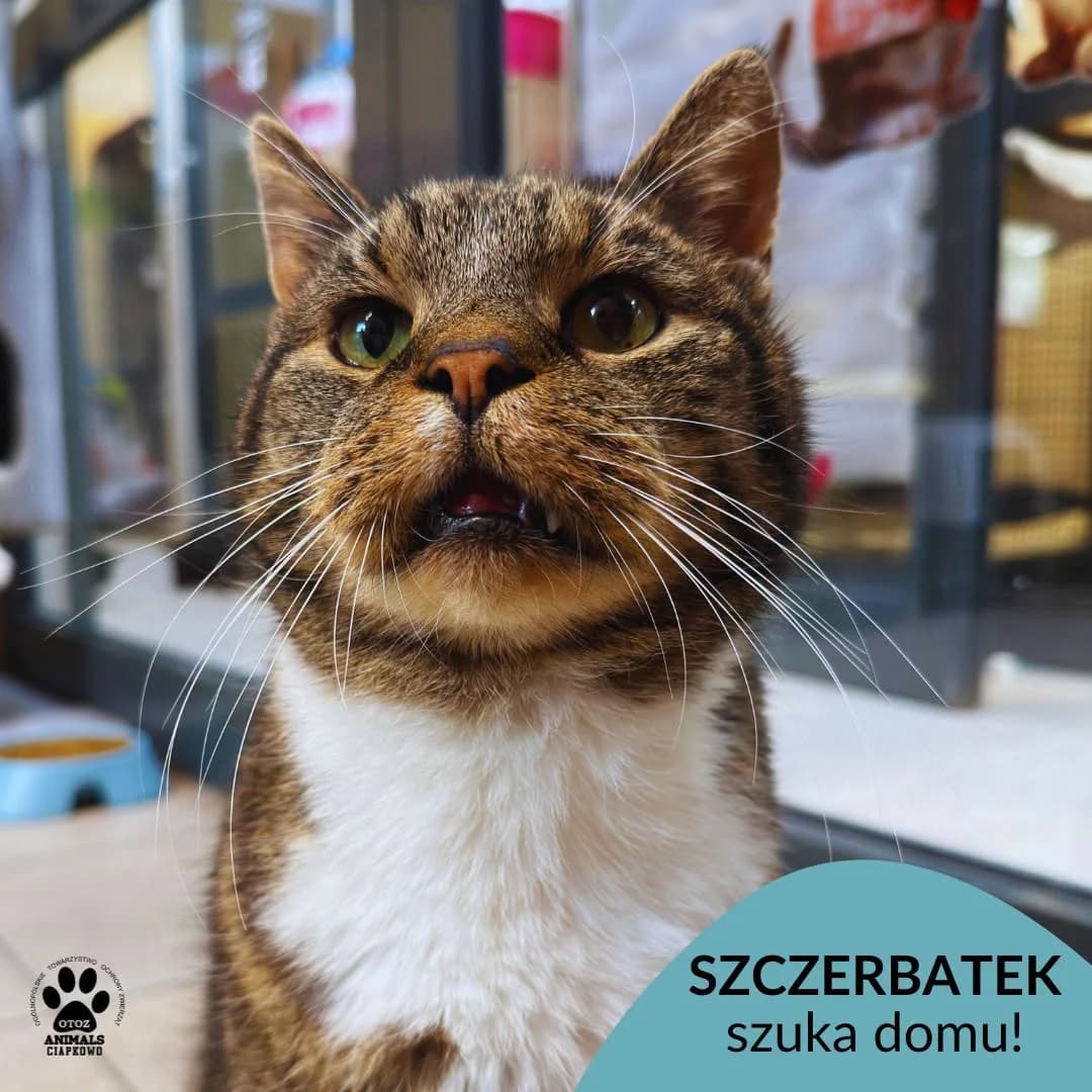 Szczerbatek, male senior Mixed Breed for adoption at Schronisko Ciapkowo Gdynia