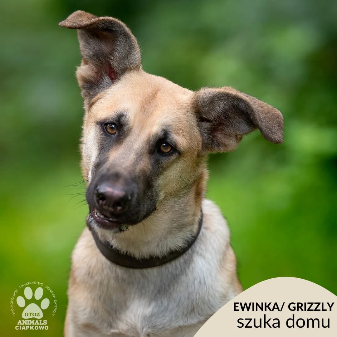 Ewinka/Grizzly,  (Schronisko Ciapkowo Gdynia)
