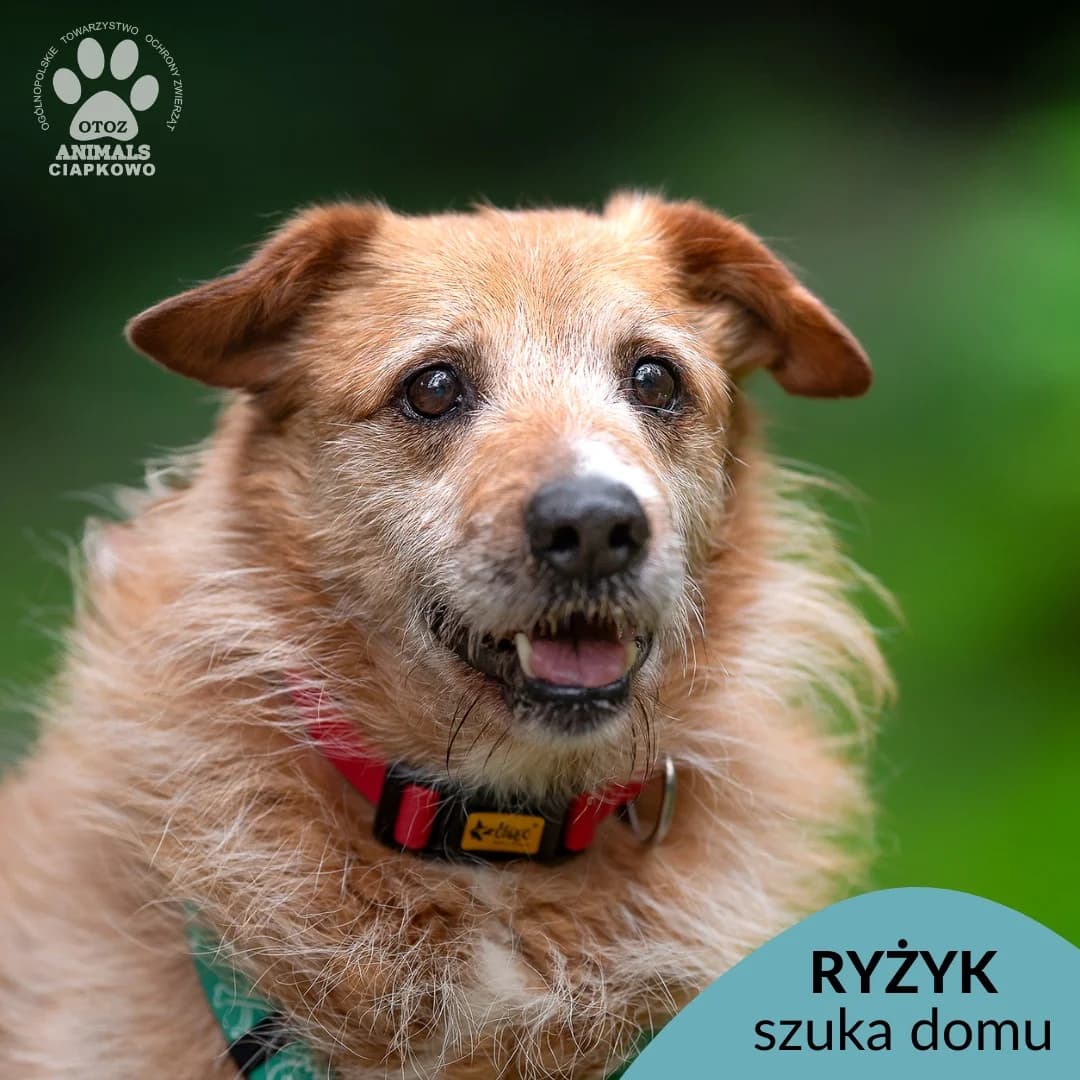 Ryżyk,  (Schronisko Ciapkowo Gdynia)