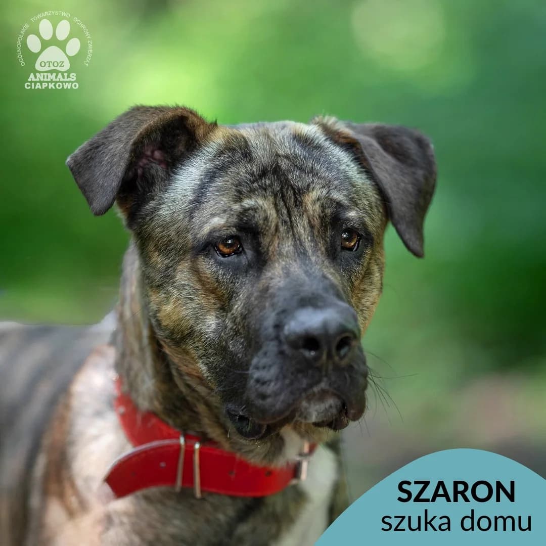 Szaron,  (Schronisko Ciapkowo Gdynia)