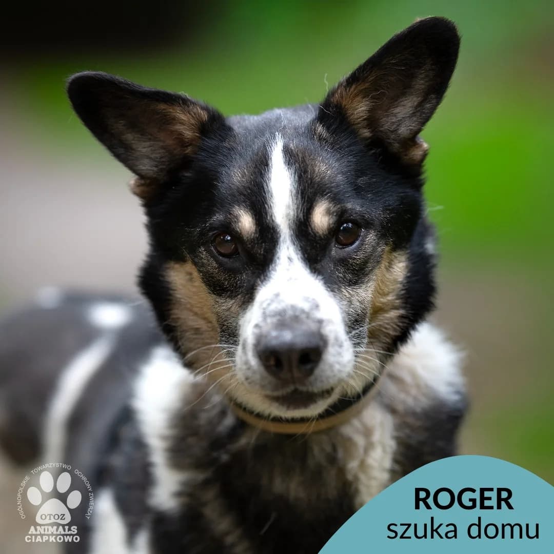 Roger, male senior mixed breed for adoption at Schronisko Ciapkowo Gdynia