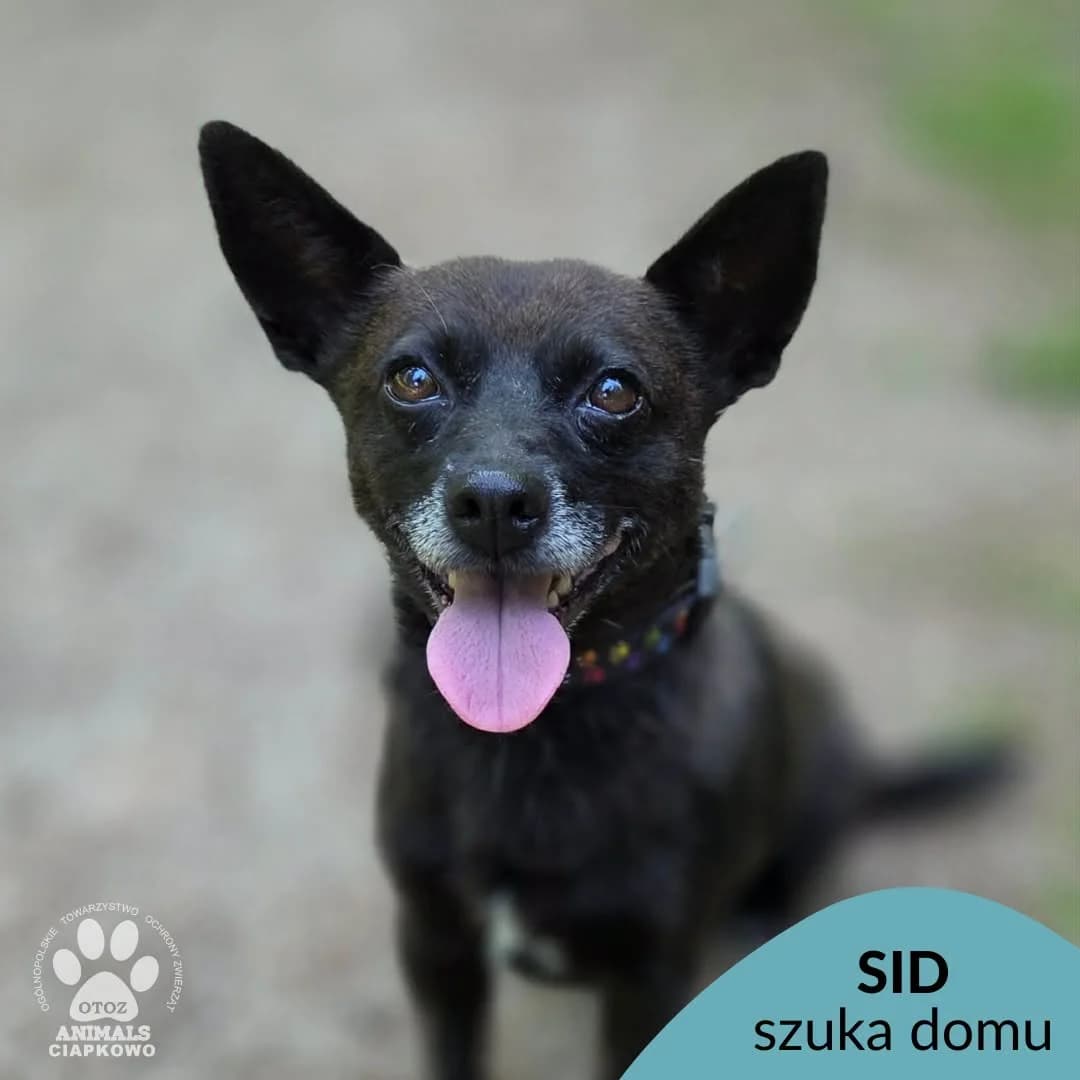 Sid, male 7yo mixed breed for adoption at OTOZ Animals Schronisko Ciapkowo